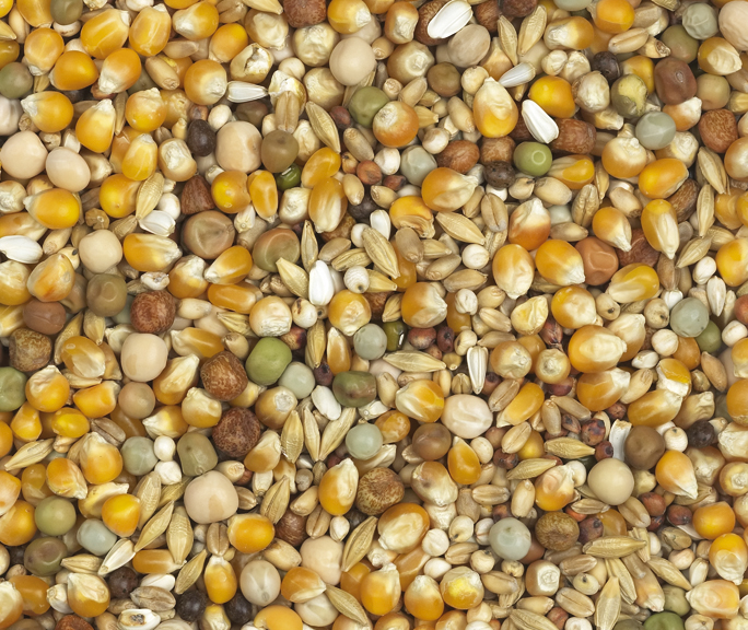 Van Robaeys - Jonge duiven nr. 23, 20 KG